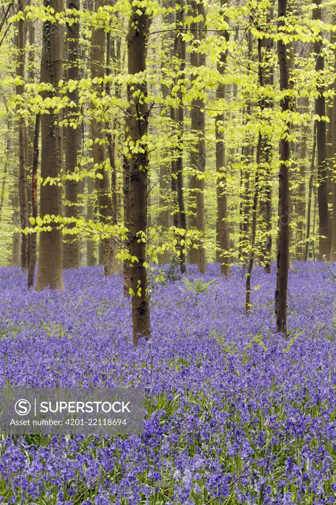 Bluebell (Campanula rotundifolia) flowering in forest understory, Halle, Belgium