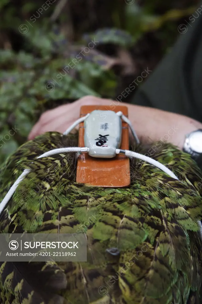 Kakapo (Strigops habroptilus) with radio transmitter attached, Codfish Island, New Zealand