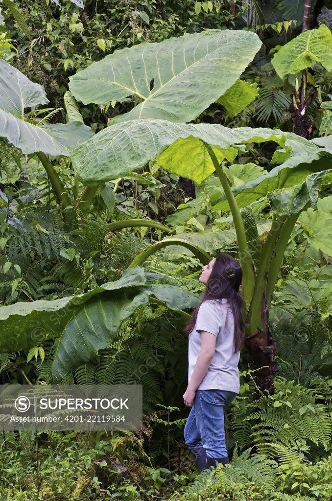 Tall Elephant's Ear (Xanthosoma undipes) dwarfing photographer's assistant Shannon Bowley, Mindo, Pichincha Province, Ecuador, South America