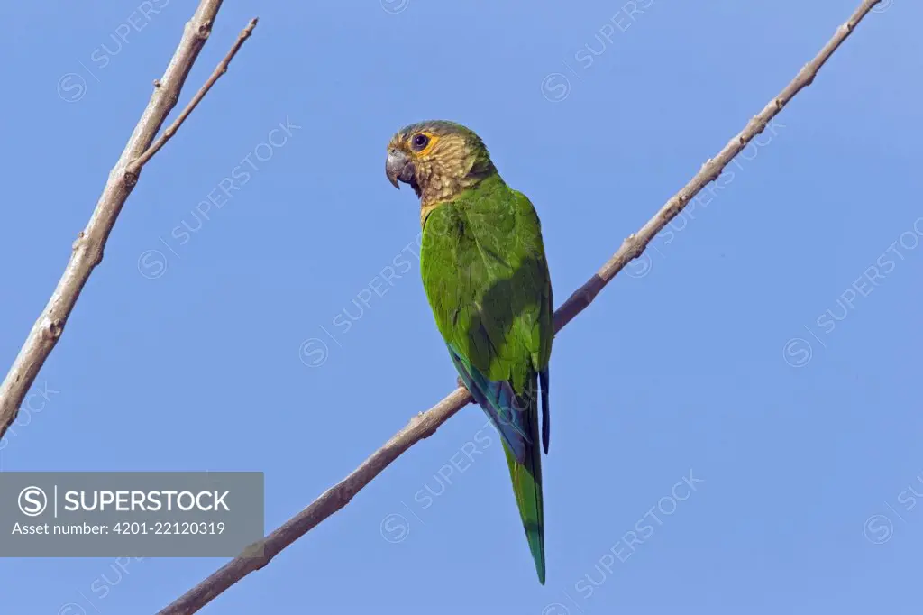 Brown-throated Parakeet (Aratinga pertinax), Venezuela