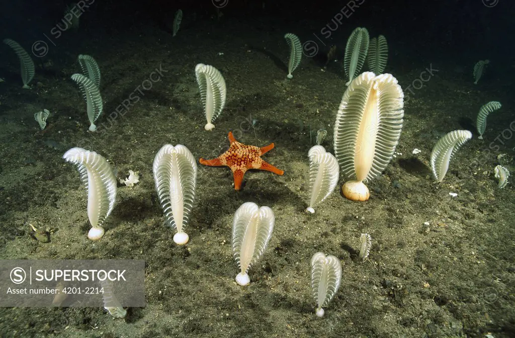 Sea Pen (Sarcoptilus grandis) field with an Ocellate Sea Star (Nectria ocellata) crawling among them, Port Davey, Tasmania, Australia