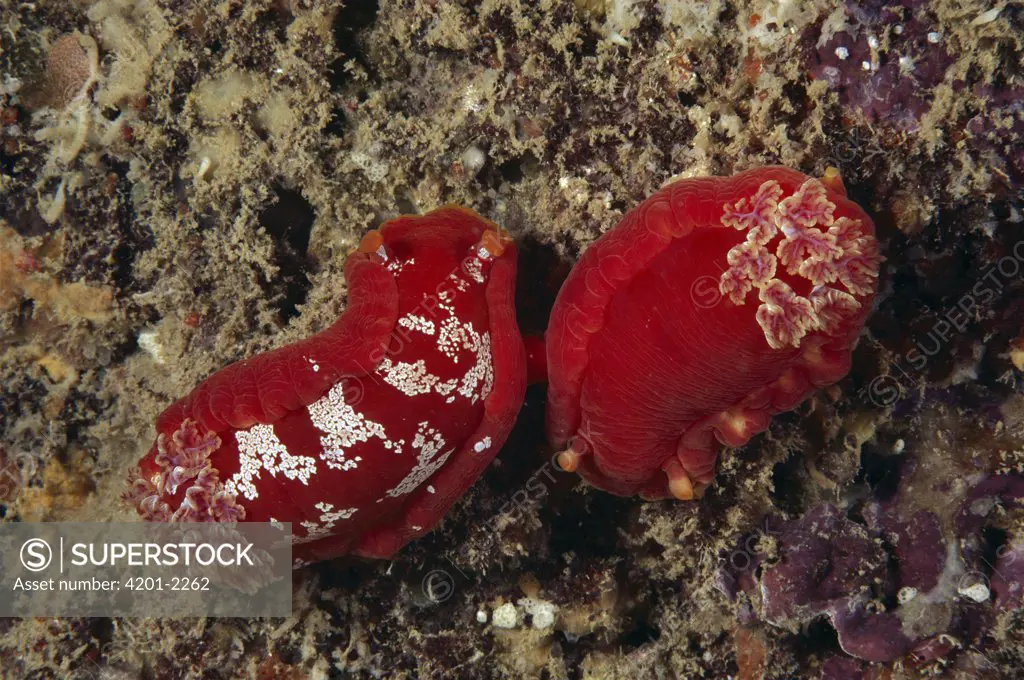 Spanish Dancer (Hexabranchus sanguineus) nudibranch pair mating, Hawaii