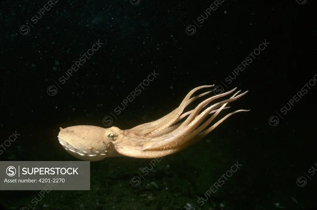 Southern Keeled Octopus (Octopus berrima) jetting through water, Edithburgh, Australia