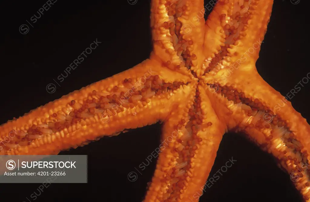 Red Starfish (Echinaster sepositus) close up underside