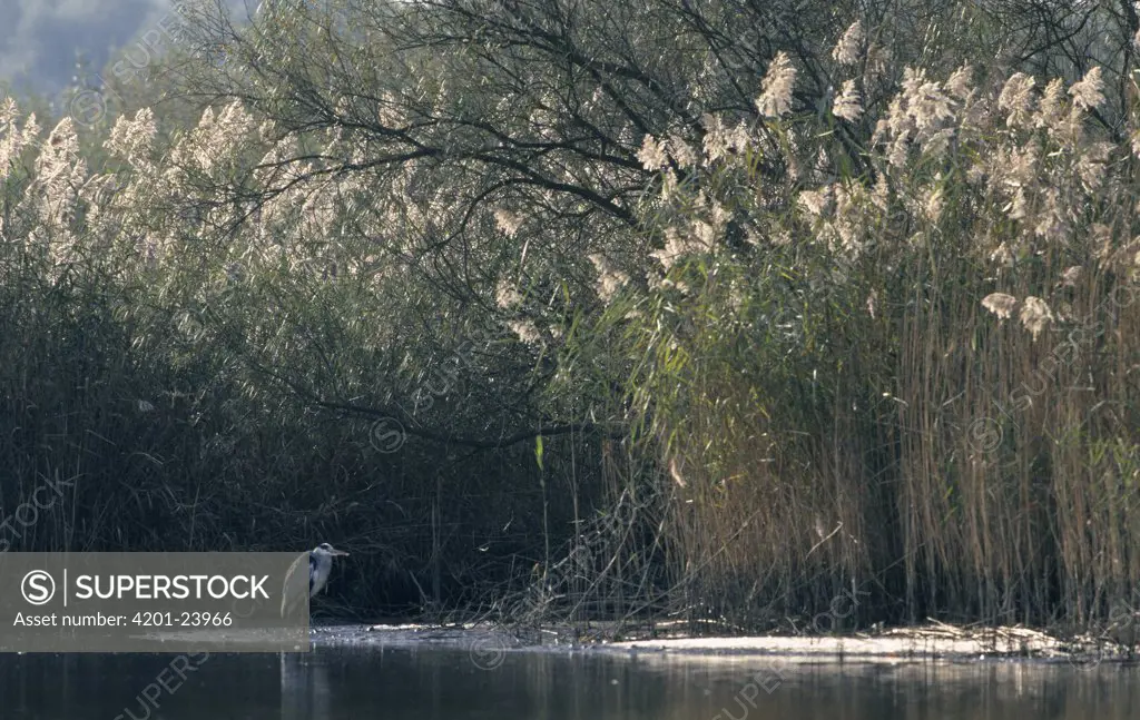 Great Blue Heron (Ardea herodias) in wetland, Europe