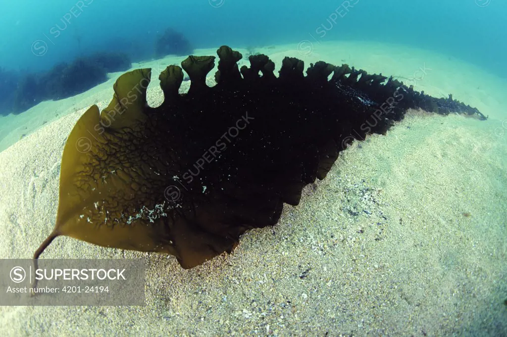 Sugar Kelp (Laminaria saccharina) growing underwater showing claw-like holdfast and long blade, Europe