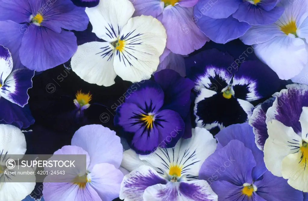 Violet (Viola sp) flowers in white and purple, Europe and North America