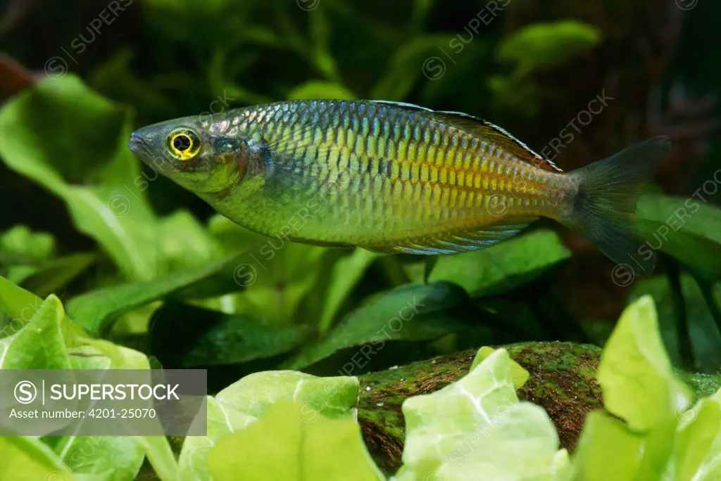 Lake Tebera Rainbowfish (Melanotaeniaherbertaxelrodi) freshwater aquarium fish