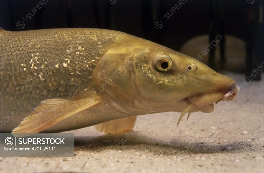 Barbel (Barbus barbus) freshwater fish, Europe