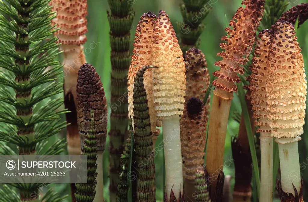 Horsetail (Equisetum sp) spore cones