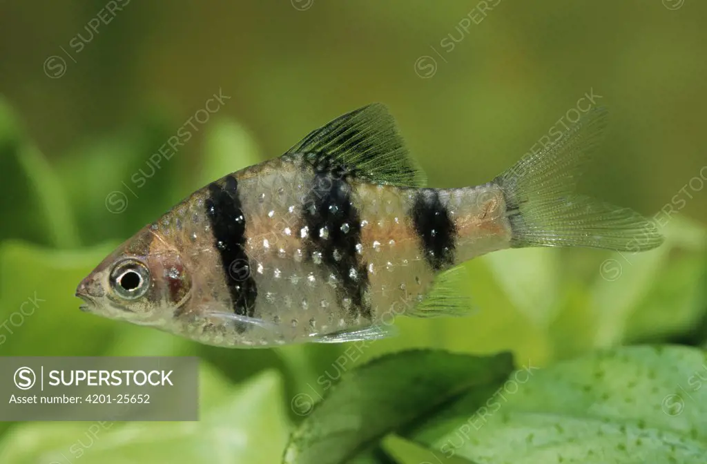 Black Ruby Barb (Barbus nigrofasciatus) swimming in aquarium