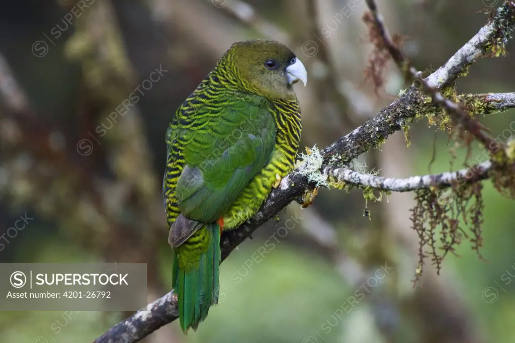 Painted Tiger-Parrot (Psittacella picta), Papua New Guinea