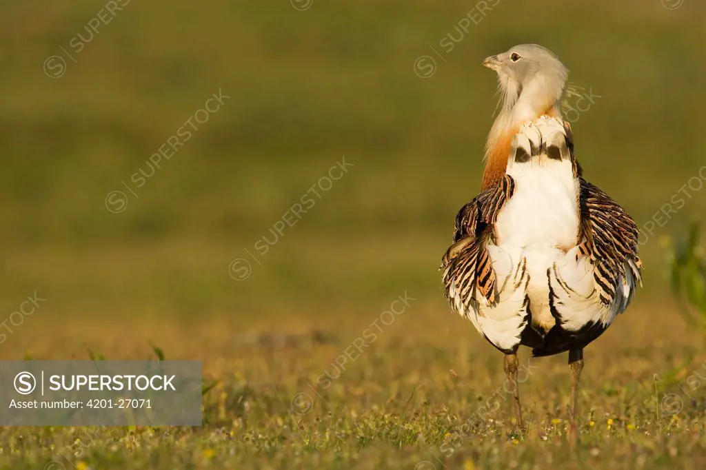 Great Bustard (Otis tarda) male, Badajoz, Spain