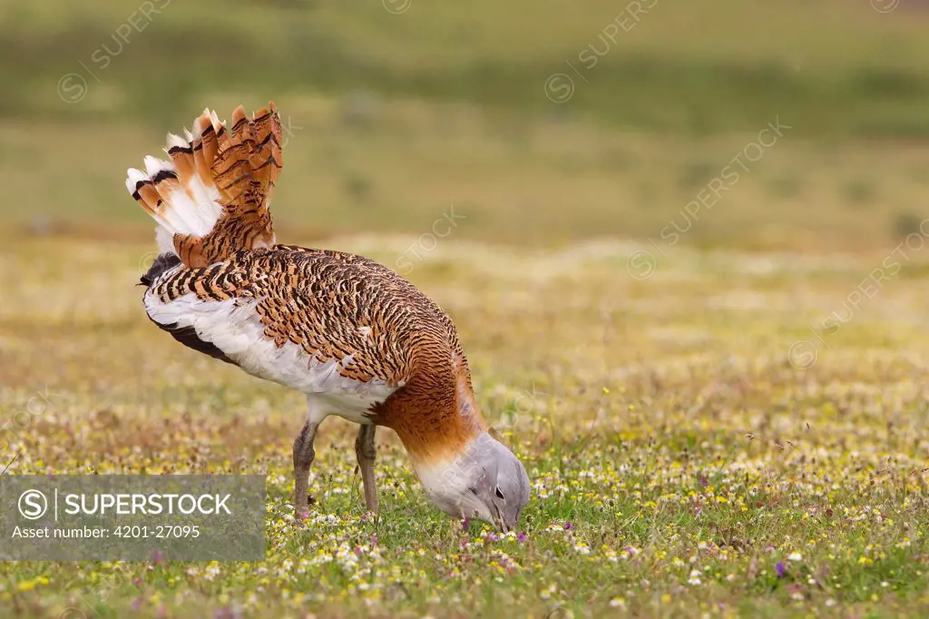 Great Bustard (Otis tarda) male foraging, Badajoz, Spain