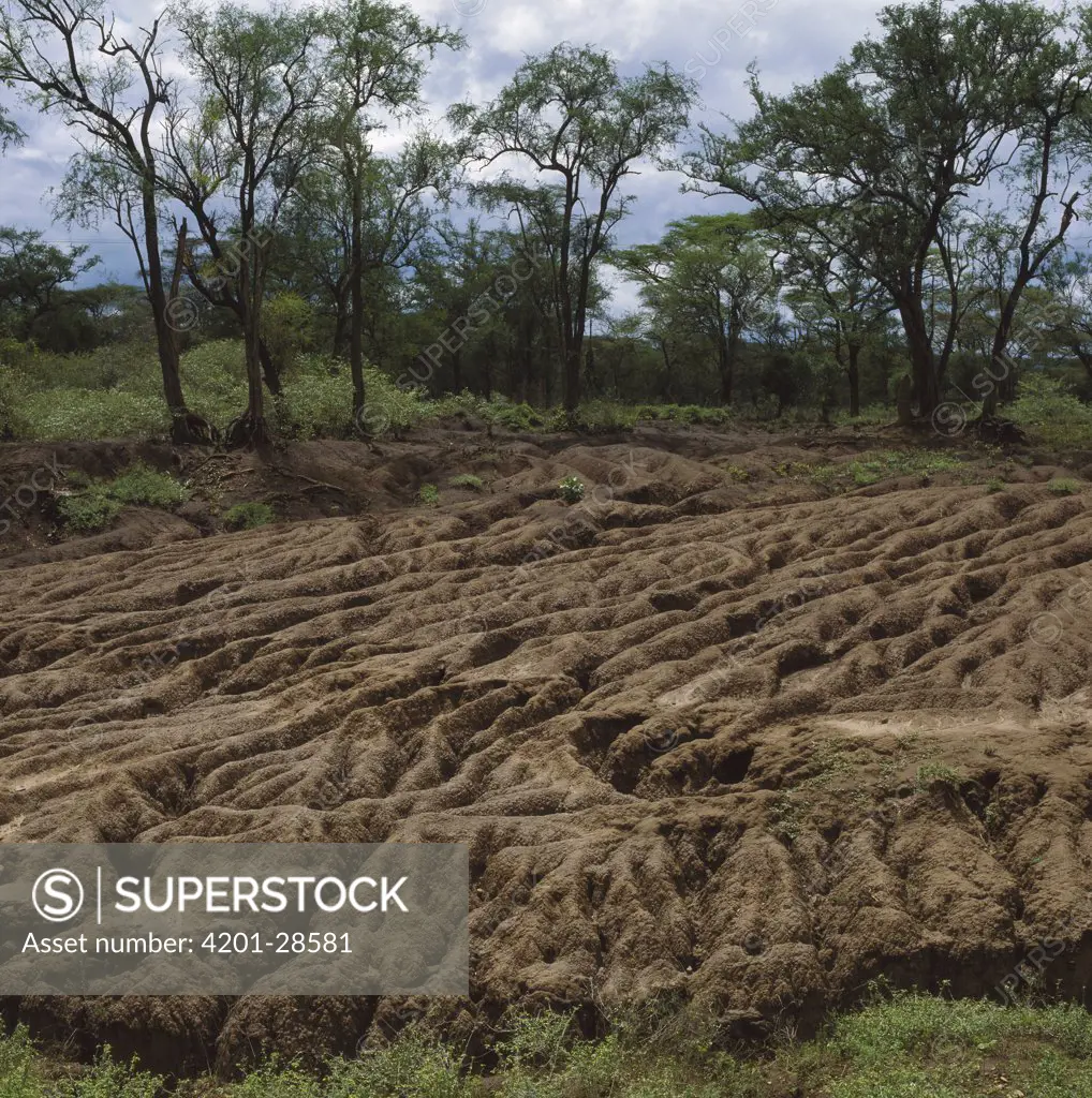 Soil erosion, Kerio Valley, Kenya