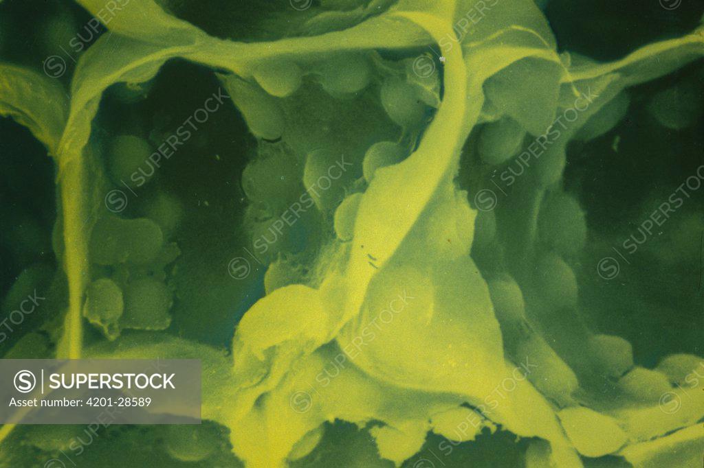 Green marl - Stock Image - C051/8650 - Science Photo Library