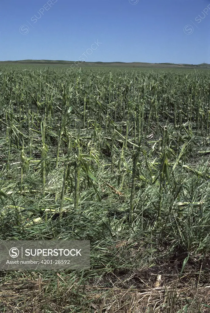 Corn field destroyed by hail storm, North Dakota