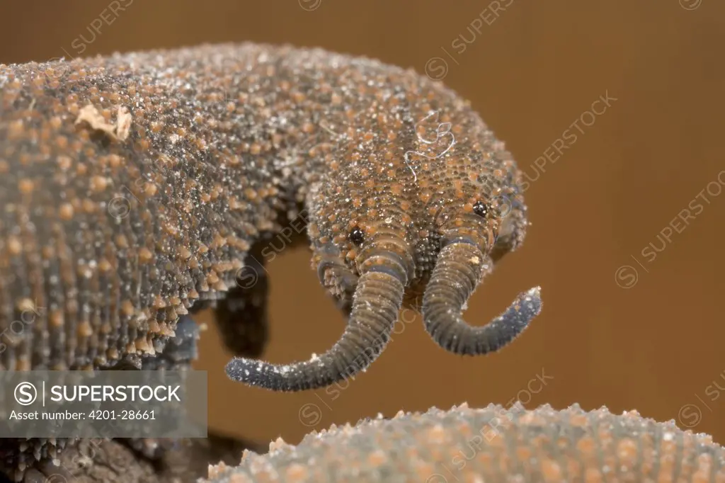 Velvet Worm, modern Velvet Worms appear to be remarkably similar to fossil forms dating back as far as the Cambrian Era, 530 million years ago, Queensland, Australia