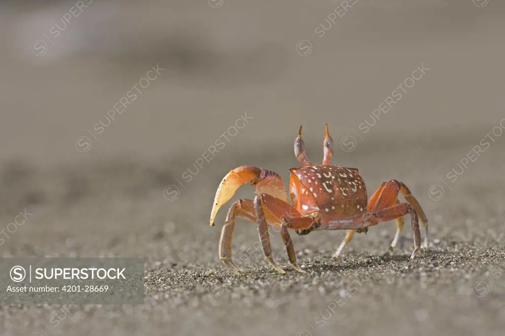 Ghost Crab (Ocypode quadrata) patrolling a beach on the Pacific coast of Costa Rica in search of small animals or carcasses of fish washed ashore, Costa Rica