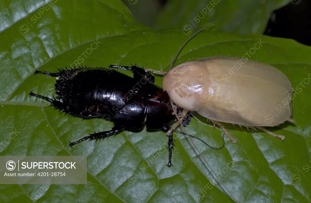 Unidentified Cockroach on right, eating old cuticle on left after molting, recovering protein and carbohydrates shed during molting, Costa Rica