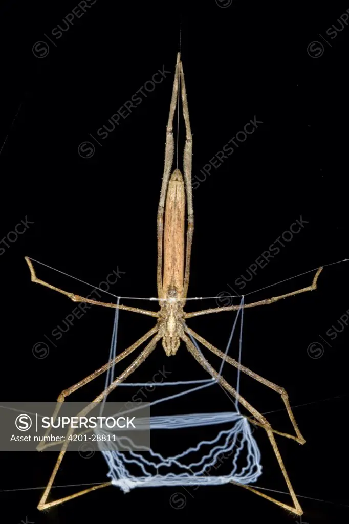 Ogre-faced Spider (Dinopis sp) do not wait passively for an insect to fall into their web, instead, they cast sticky nets, Costa Rica