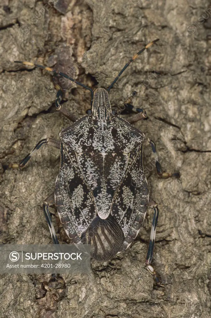 Stink Bug (Pentatomidae) camouflaged against Baobab tree bark, Botswana