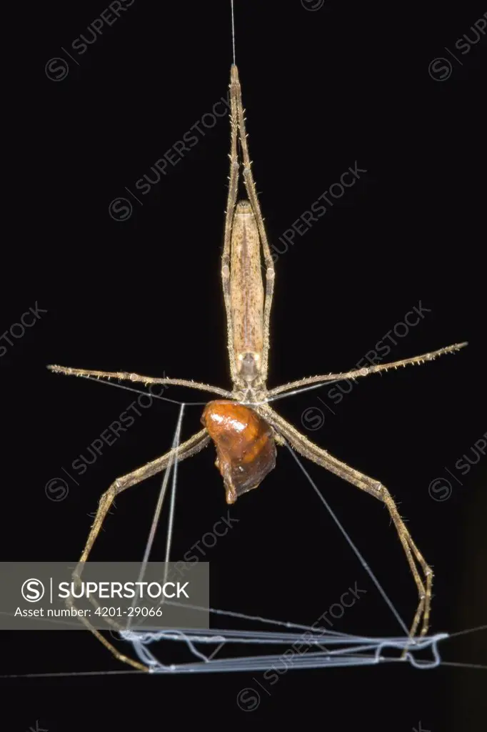 Ogre-faced Spider (Dinopis sp) with cockroach prey, the spider re-uses the old net if it is not damaged by the previous catch, Guyana