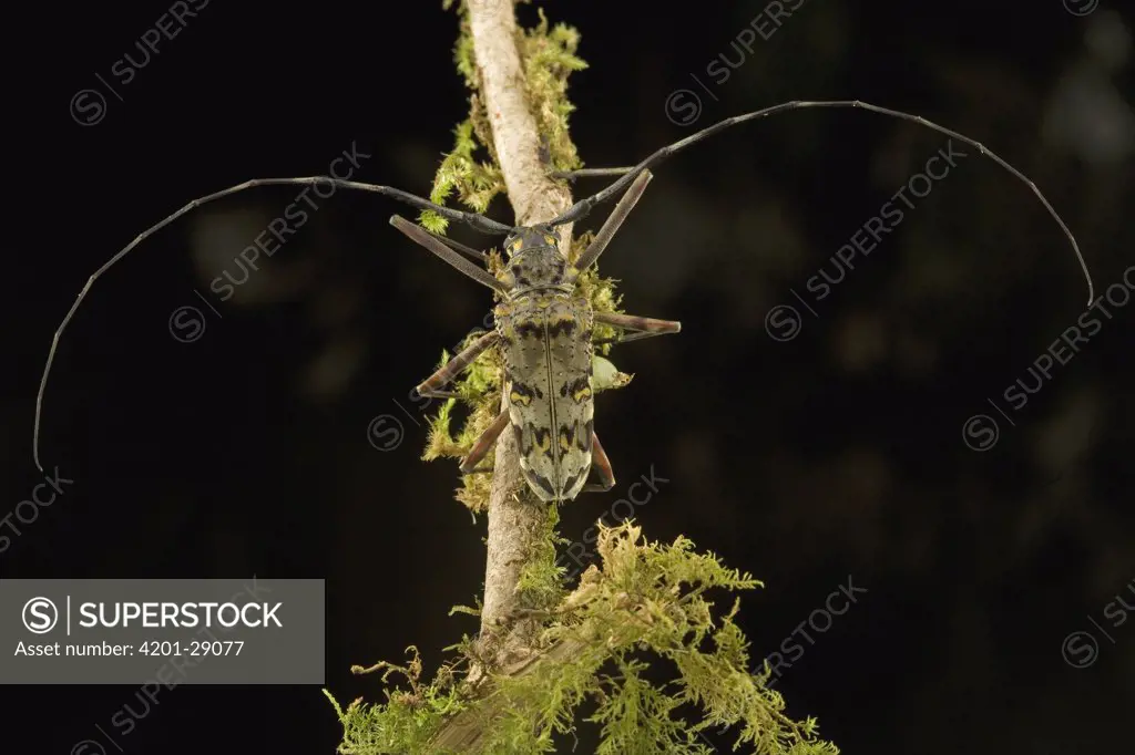 Longhorn Beetle (Cerambycidae) on mossy branch, Guyana