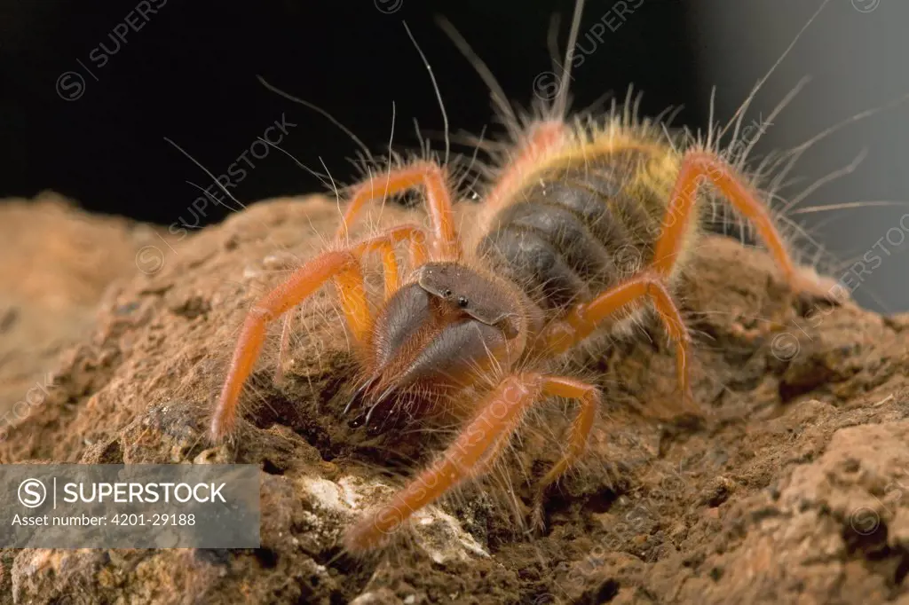 Sun Spider (Solifuga) does not have venom glands, their large chelicerae are strong enough to kill prey at least as big as themselves, South Africa