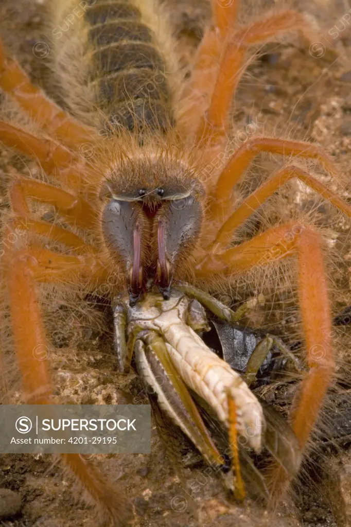 Sun Spider (Solifuga) with captured locust prey, South Africa