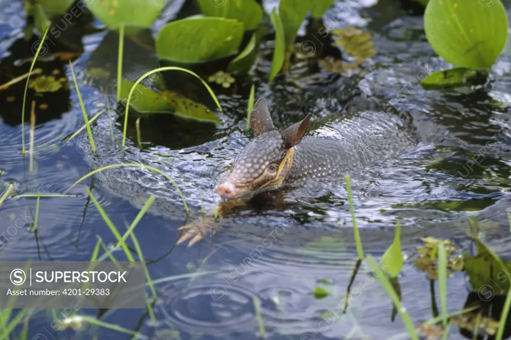 Nine-banded Armadillo (Dasypus novemcinctus) swimming through wetland, Pantanal ecosystem, Brazil