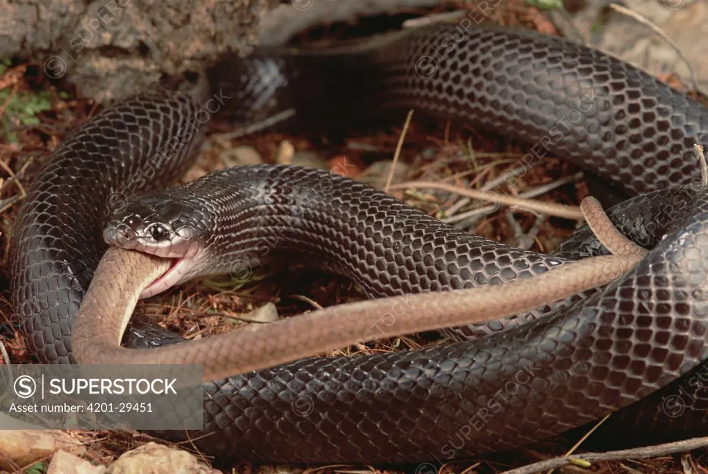 Black Mussurana (Clelia occipitolutea) snake, eating a Hognose Snake (Philodryas nattereri), Caatinga ecosystem, Brazil