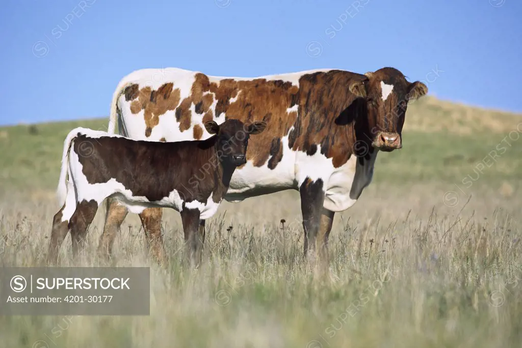 Domestic Cattle (Bos taurus) Longhorn and Hereford cross-breed, cow and calf in the spring, northern Wyoming