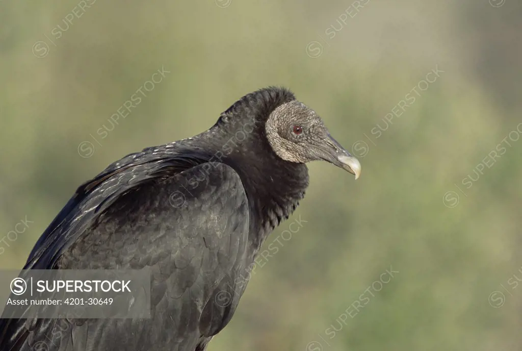 American Black Vulture (Coragyps atratus) immature bird in morning sun, spring, Aransas National Wildlife Refuge, Texas