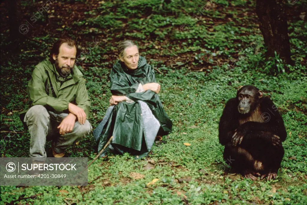 Chimpanzee (Pan troglodytes) with Doctor Jane Goodall and Dale Peterson, Gombe Stream National Park, Tanzania