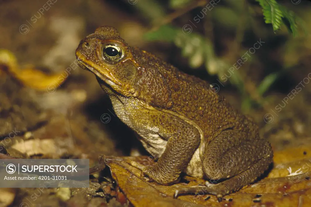 Cane Toad (Bufo marinus) camouflaged on forest floor, Costa Rica