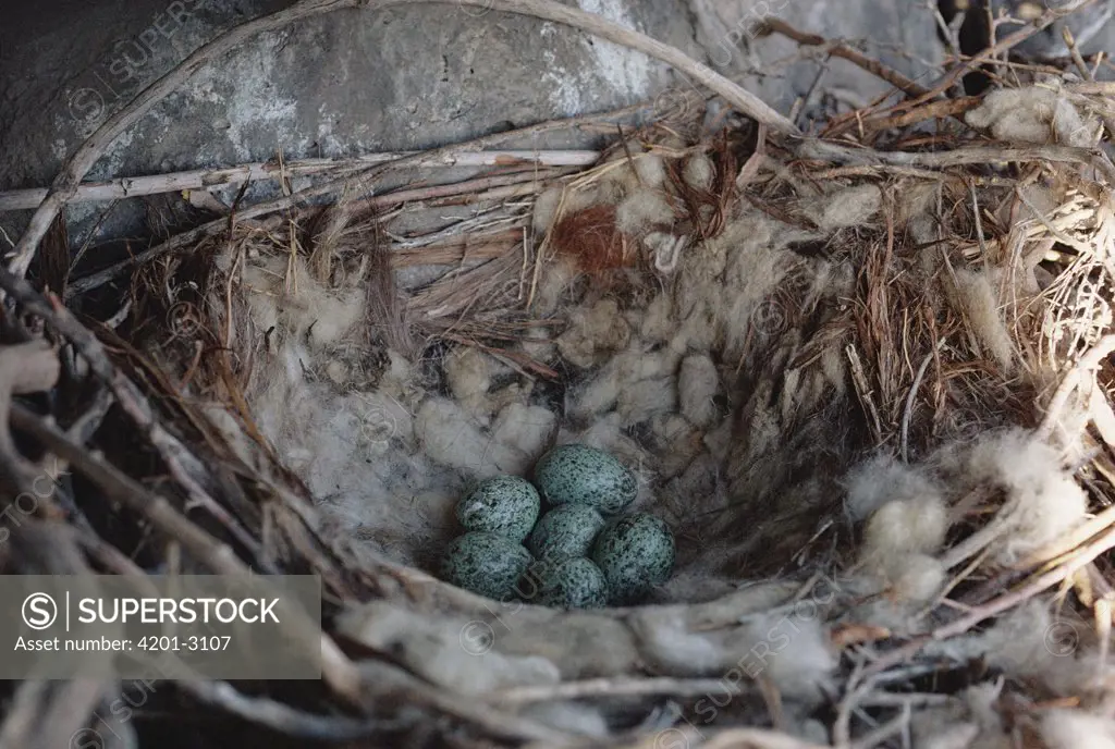 Common Raven (Corvus corax) nest with six blue eggs, North America