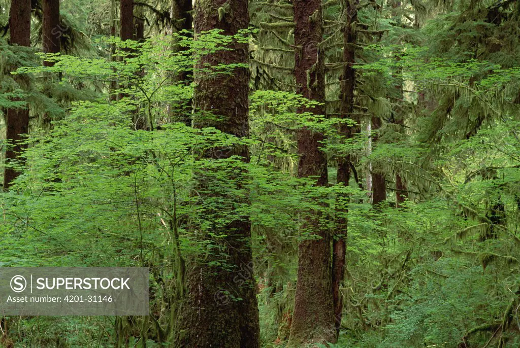 Western Hemlock (Tsuga heterophylla) in old growth temperate rainforest, North America