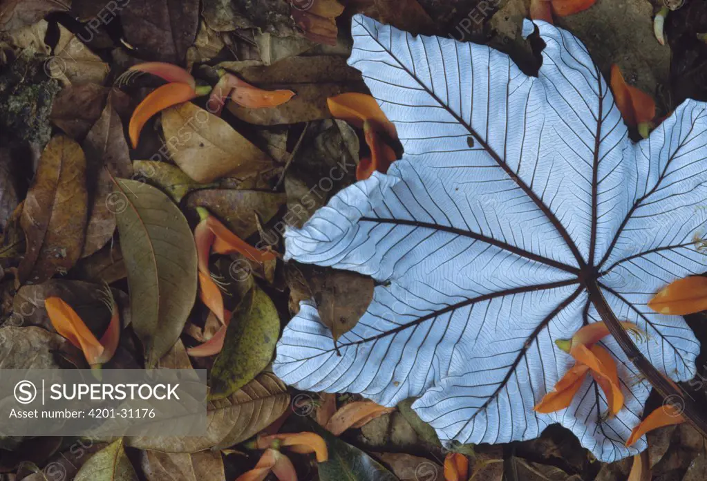 Cecropia (Cecropia sp) leaf atop lobster claw petals on tropical rainforest floor, Mesoamerica