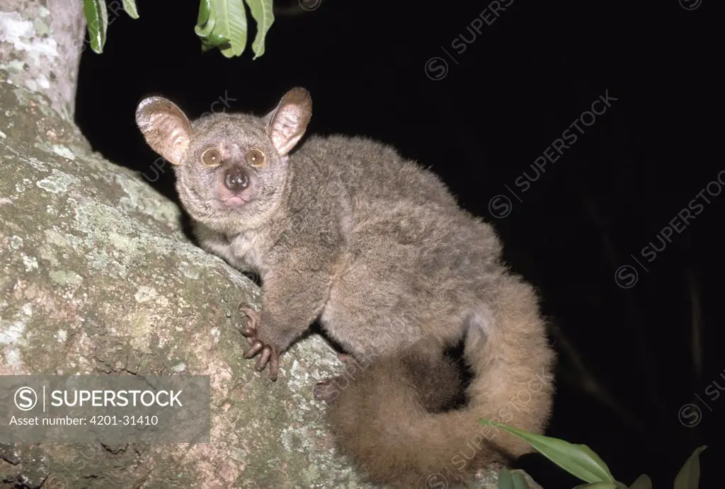 Thick-tailed Bush Baby (Otolemur crassicaudatus) in tree, Maputaland Coastal Forest Reserve, South Africa