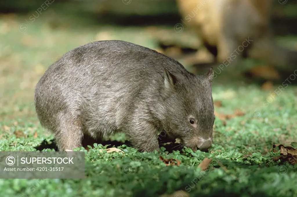 Common Wombat (Vombatus ursinus) side view, eating vegetation, southeastern Australia