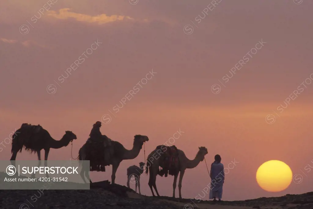 Dromedary (Camelus dromedarius) trio, domestic camels with Bedouins at sunset, Oasis Dakhia, Great Sand Sea, Sahara Desert, Egypt