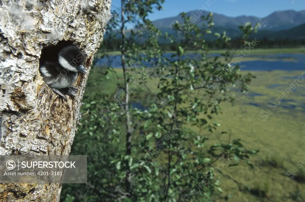 Bufflehead (Bucephala albeola) chick at nest entrance in tree, boreal pond habitat, Alaska