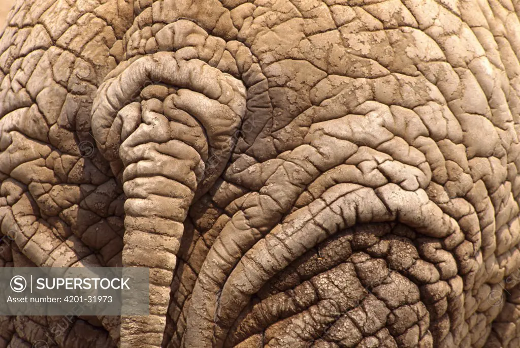 African Elephant (Loxodonta africana) tail and hide, Amboseli National Park, Kenya