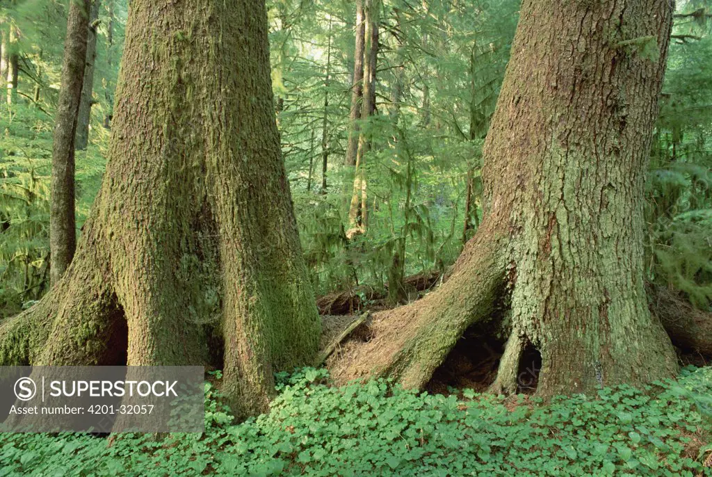 Sitka Spruce (Picea sitchensis) in old growth forest, Queen Charlotte Islands, British Columbia, Canada