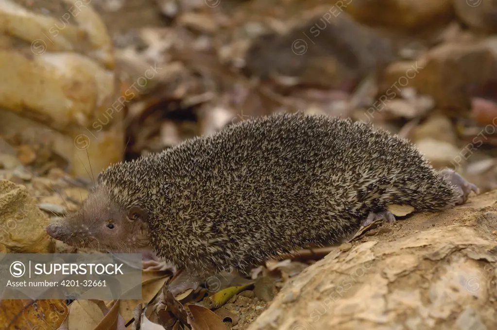 Greater Hedgehog Tenrec (Setifer setosus) walking on leaf litter of forest floor, Daraina, northeast Madagascar