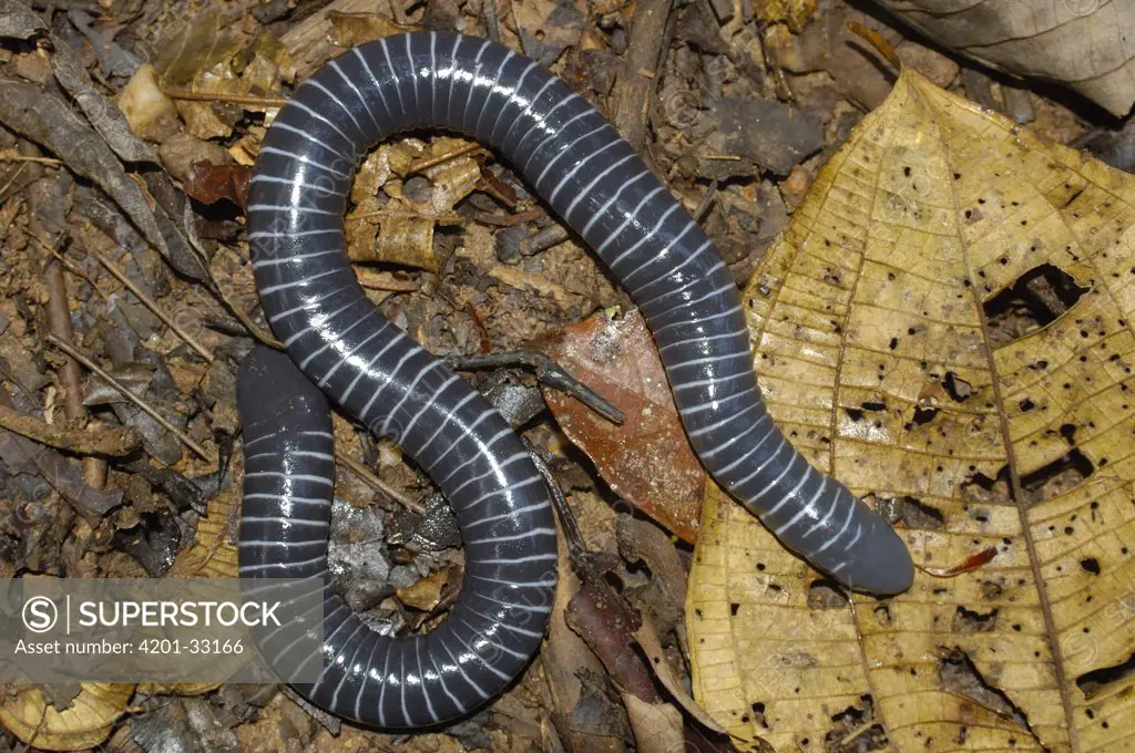 Ringed Caecilian (Siphonops annulatus) on forest floor, Amazon Rainforest, Ecuador