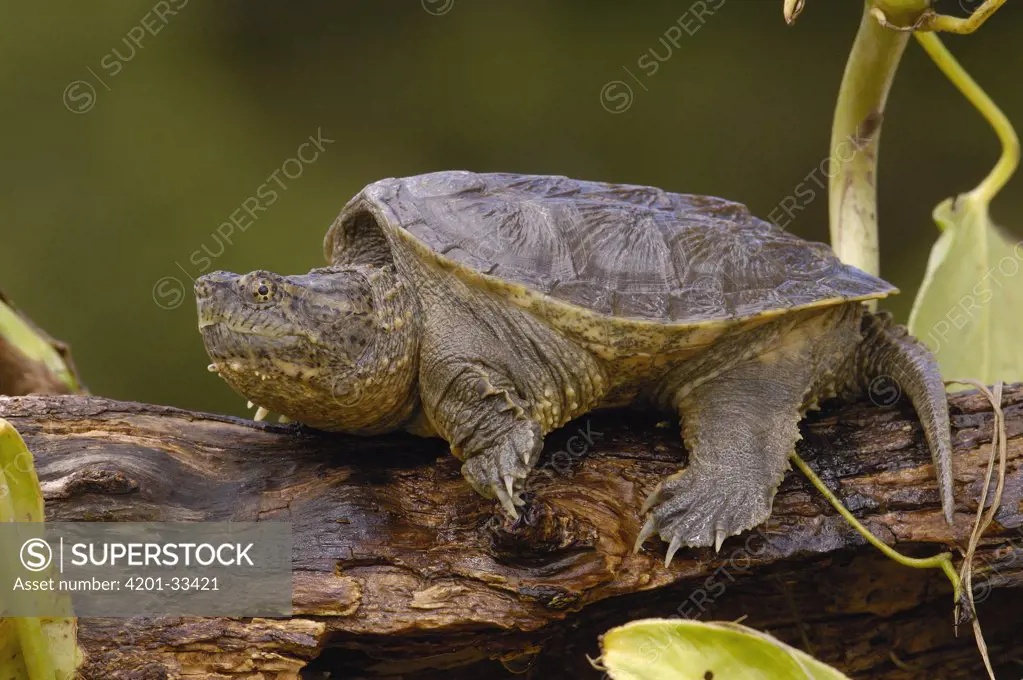 Ecuadorian Snapping Turtle (Chelydra serpentina acutirostris), Ecuador