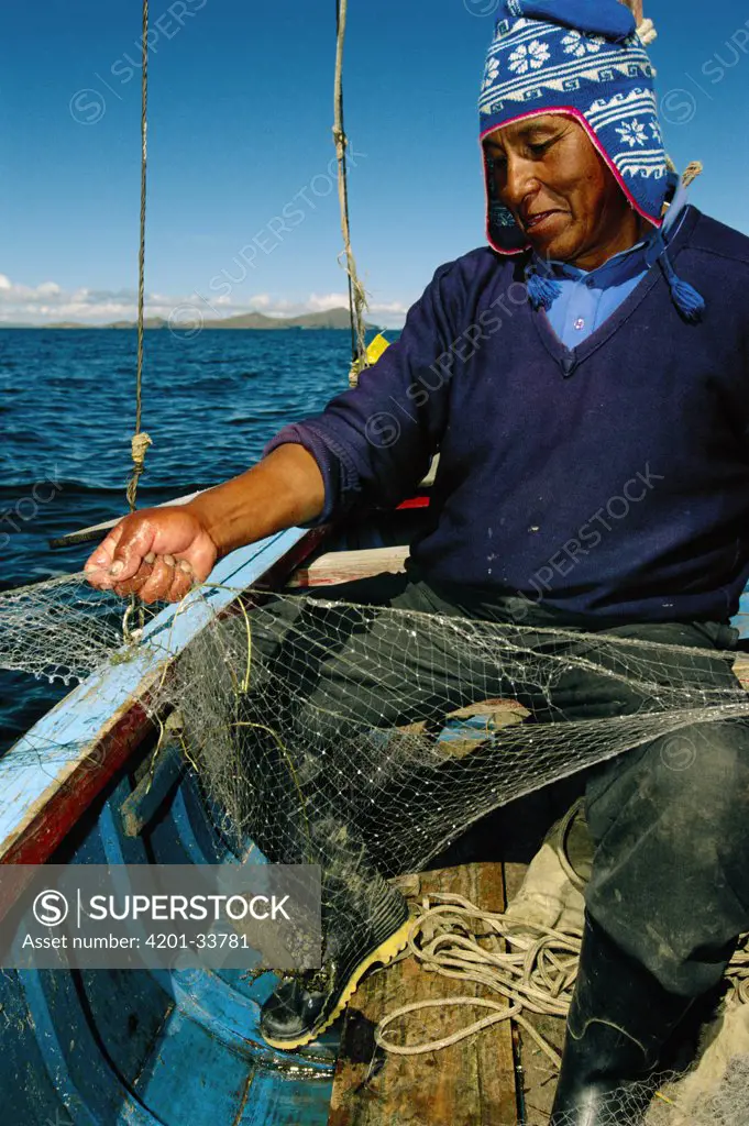 Lake Titicaca Frog (Telmatobius culeus) the world's largest aquatic frog, caught in a net by a researcher at Lake Titicaca at13,000 feet elevation, Andes Mountains, Bolivia and Peru, critically endangered