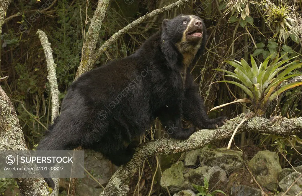 Spectacled Bear (Tremarctos ornatus) climbing a tree, cloud forest, Andes Mountains, South America